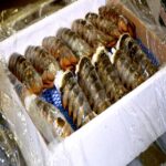 Frozen Lobster