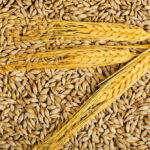 Malted Barley