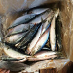 Frozen Mackerel Fish
